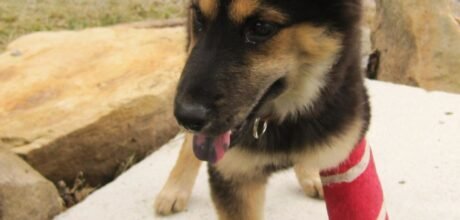 Como ajudar animais abandonados